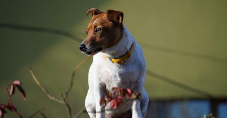 These 11 dog breeds dont fail their owners owners often fail them first dog news