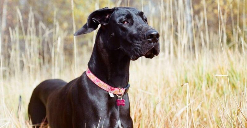These 11 dog breeds have mastered the art of looking effortlessly confident