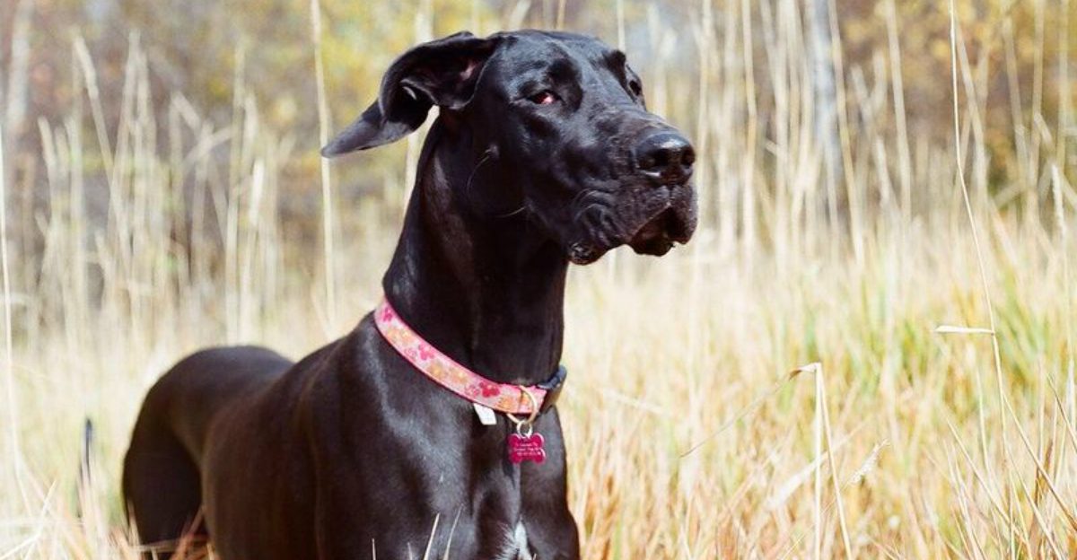These 11 dog breeds have mastered the art of looking effortlessly confident