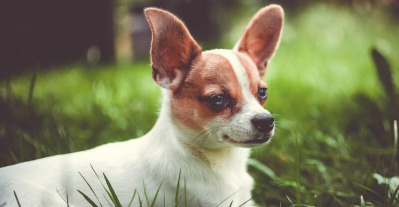 These 11 dog breeds have their own hilarious way of communicating plus 3 vocal personalities