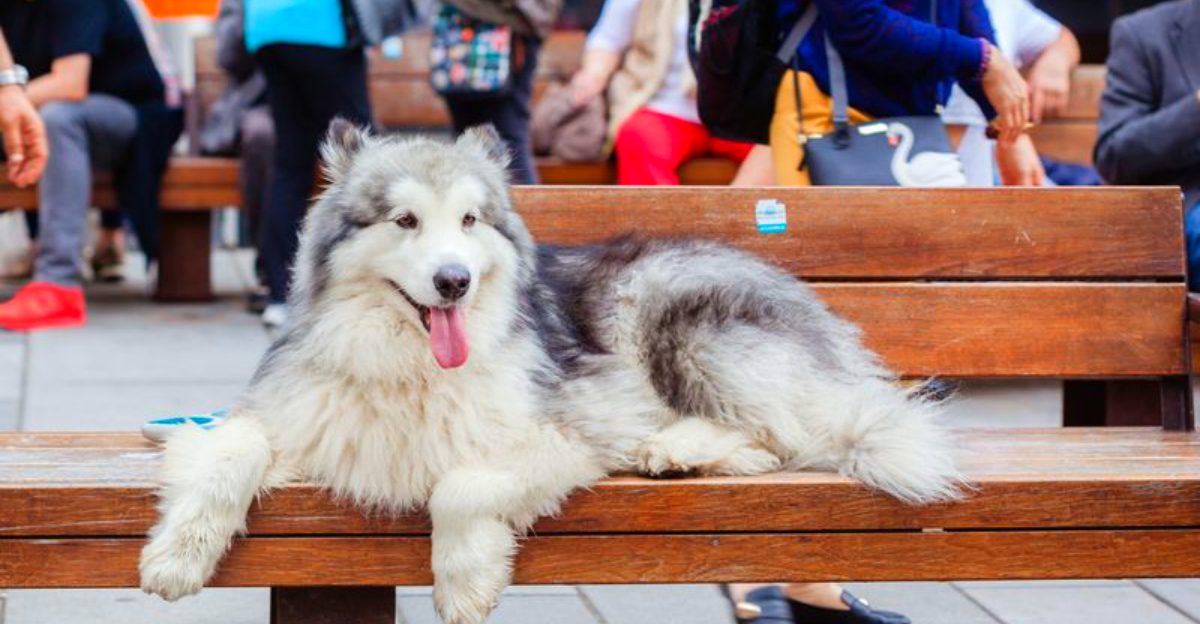 These 11 dog breeds make exercise look effortless – plus 3 built to keep moving