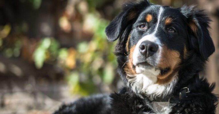 These 11 dog breeds only get better with age Plus 3 that seem to love you more every year dog news