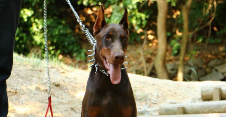 These 11 dog breeds seem to understand life a little too well – plus 3 that constantly surprise owners dog news