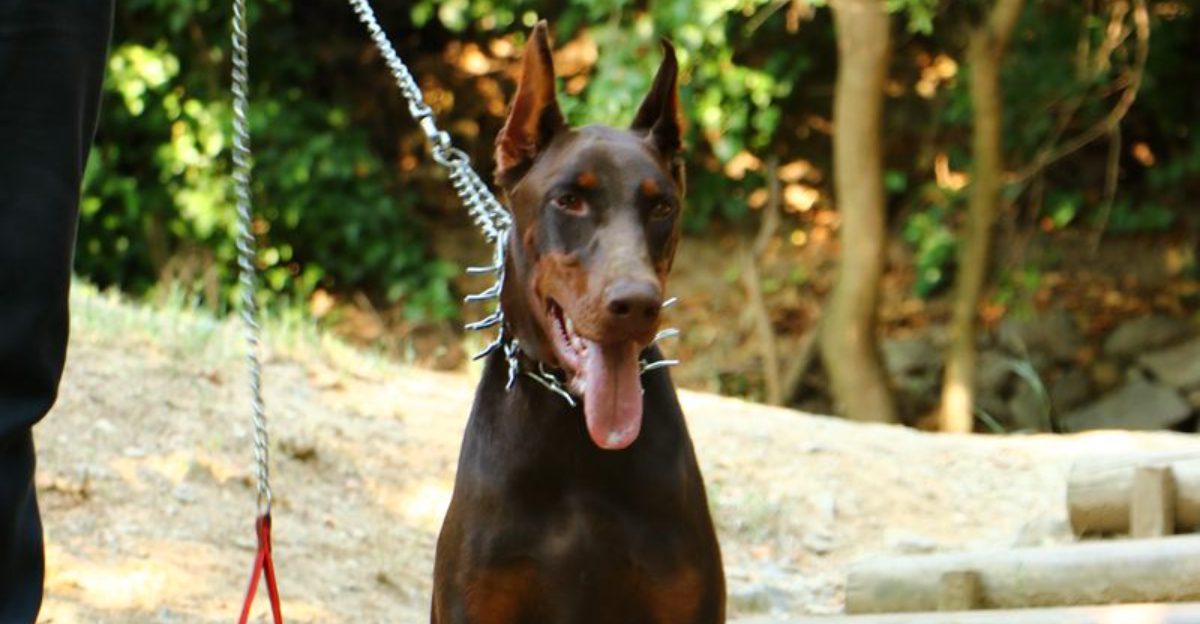 These 11 dog breeds seem to understand life a little too well – plus 3 that constantly surprise owners