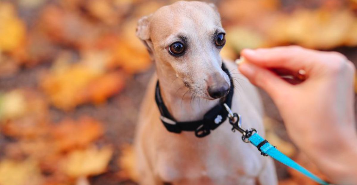 These 11 dog breeds stay popular with owners not influencers plus 3 classic favorites