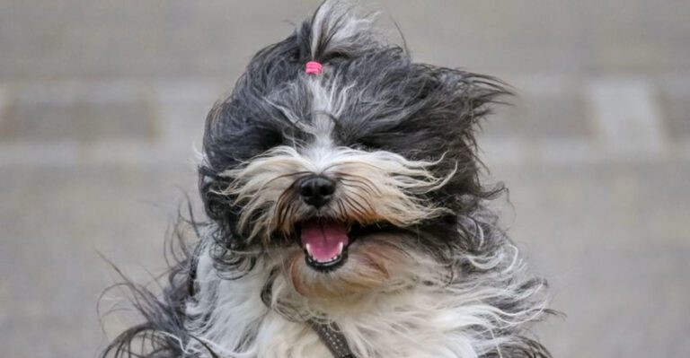 These 11 dog breeds stay stunning until brushing becomes an afterthought dog news
