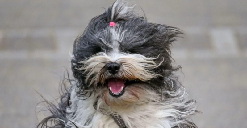 These 11 dog breeds stay stunning until brushing becomes an afterthought