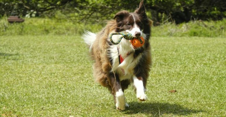 These 11 dog breeds think every car ride leads somewhere exciting plus 2 that disagree completely dog news