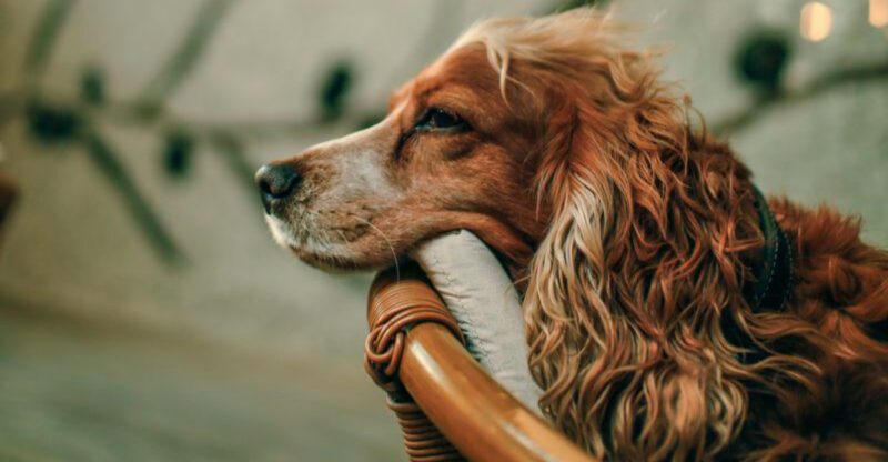 These 11 dogs dont follow because theyre needy they follow because youre their world
