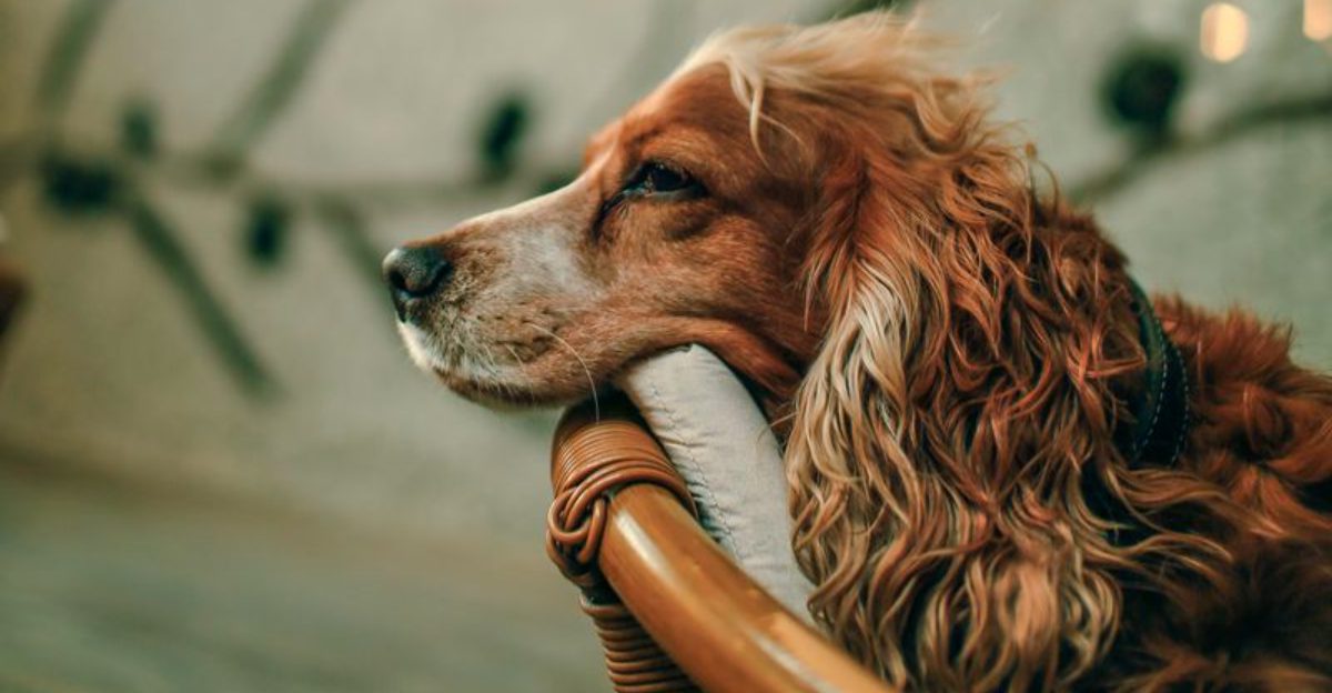 These 11 dogs don’t follow because they’re needy – they follow because you’re their world