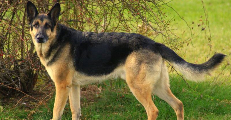 These 11 fearless companions would follow you anywhere These 3 expect you to follow them instead