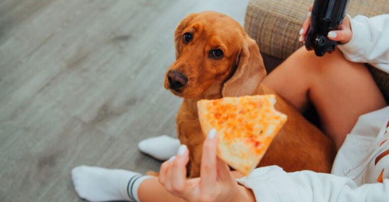 These 11 feeding habits quietly damage your dogs digestion over time dog news