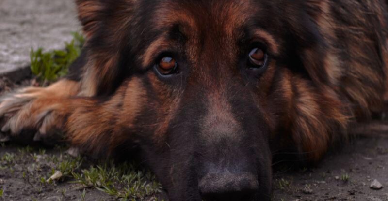 These 11 friendly dogs love everyone they meet plus 4 that always stay on guard