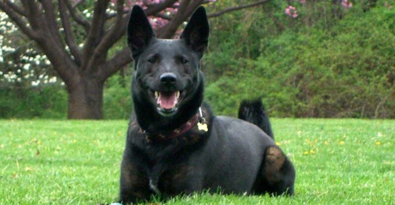 These 11 guardian breeds are becoming family favorites again plus 3 impressive alternatives