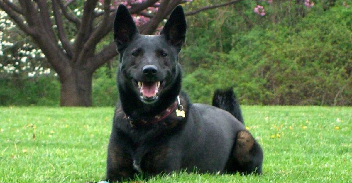 These 11 guardian breeds are becoming family favorites again – plus 3 impressive alternatives