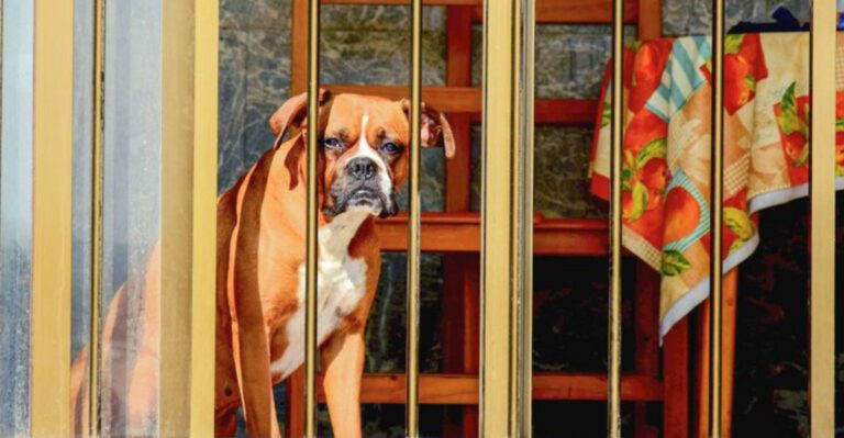 These 11 outgoing dog breeds welcome every visitor while these 4 rarely lower their guard dog news