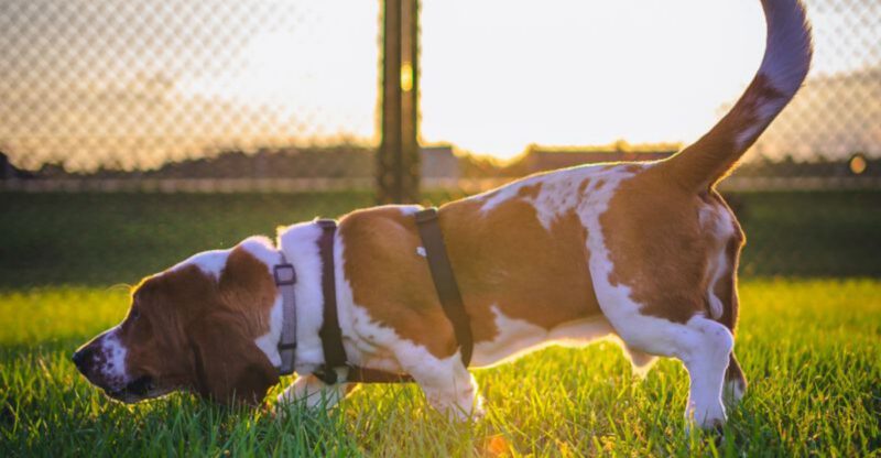 These 12 dog breeds experience the world one smell at a time plus 3 that rarely miss a clue