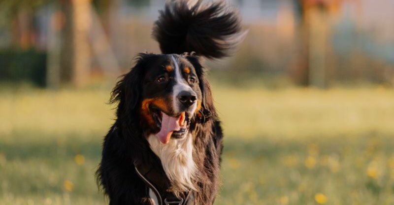These 12 dog breeds keep proving first time owners can make the right choice