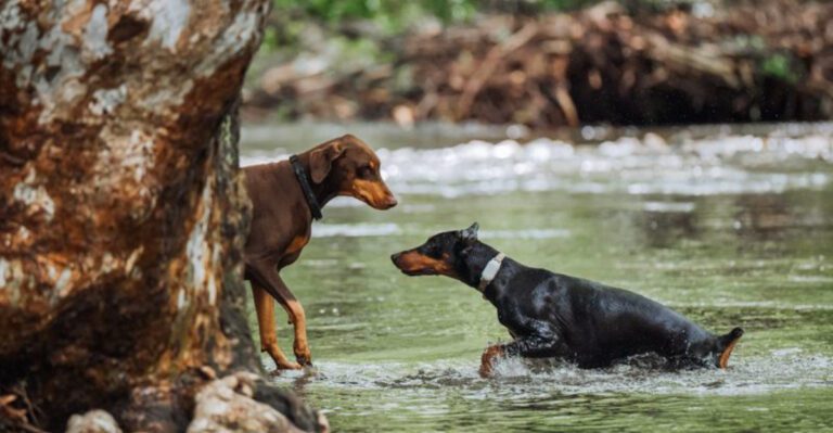 These 12 dog breeds let their presence do the talking plus 3 naturally watchful companions dog news