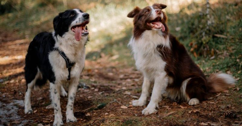 These 12 dog breeds will test your patience long before they earn your admiration