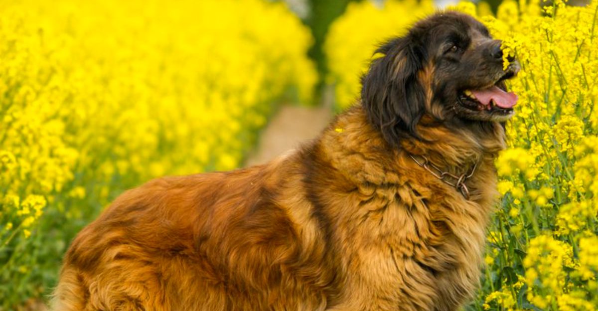 These 12 giant dog breeds stay calm about almost everything except food
