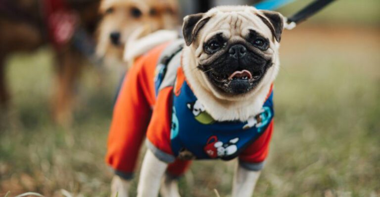These 13 dog breeds are impossible to confuse – plus 3 famous for one unforgettable quality dog news