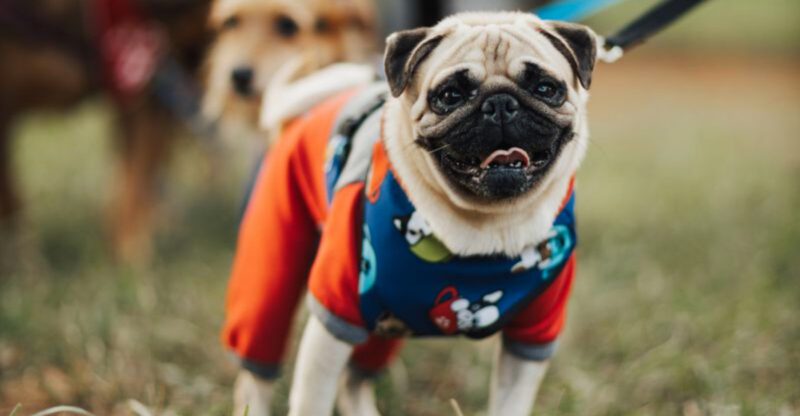 These 13 dog breeds are impossible to confuse – plus 3 famous for one unforgettable quality