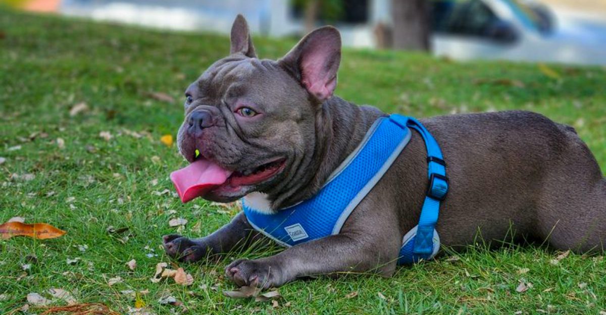 These 13 dog breeds are proving city life suits them perfectly – plus 3 urban success stories