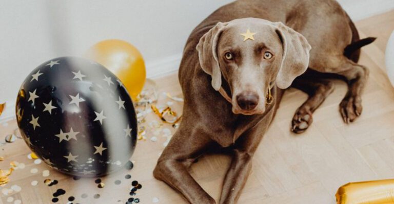 These 13 dog breeds dont test your patience to be difficult theyre teaching you to become a better owner dog news