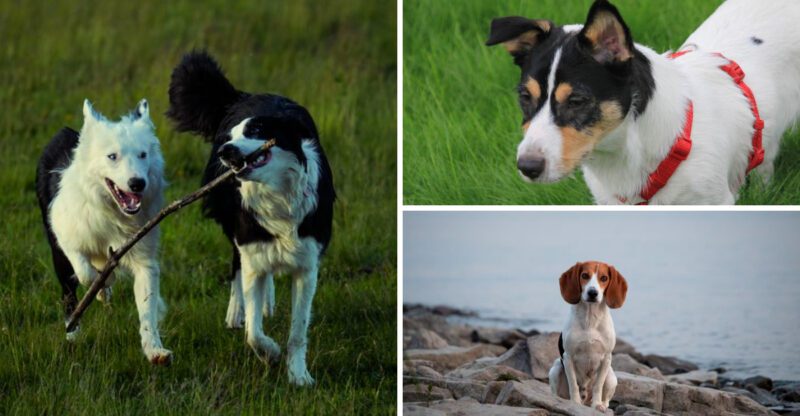 These 13 dog breeds have stomachs of steel but these 3 definitely dont