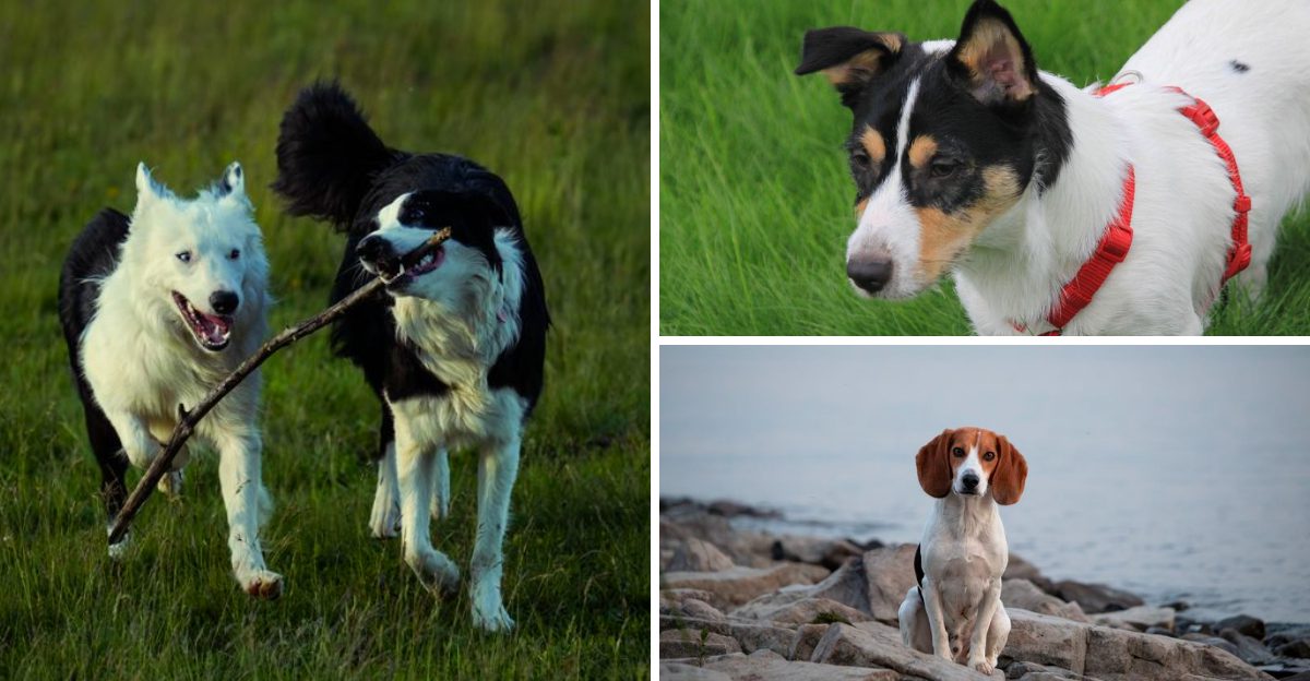 These 13 dog breeds have stomachs of steel but these 3 definitely dont