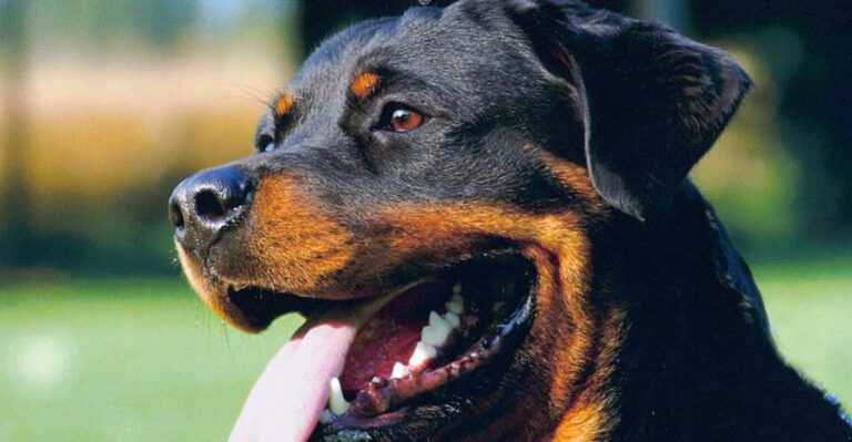 These 13 dog breeds love confident owners and test uncertain ones Plus 3 strong minded companions dog news