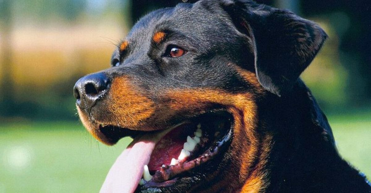These 13 dog breeds love confident owners and test uncertain ones Plus 3 strong minded companions