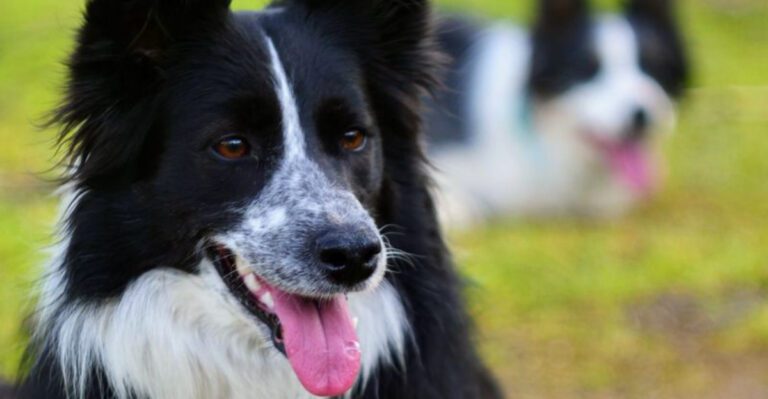 These 13 dog breeds miss very little and owners learn that surprisingly fast dog news