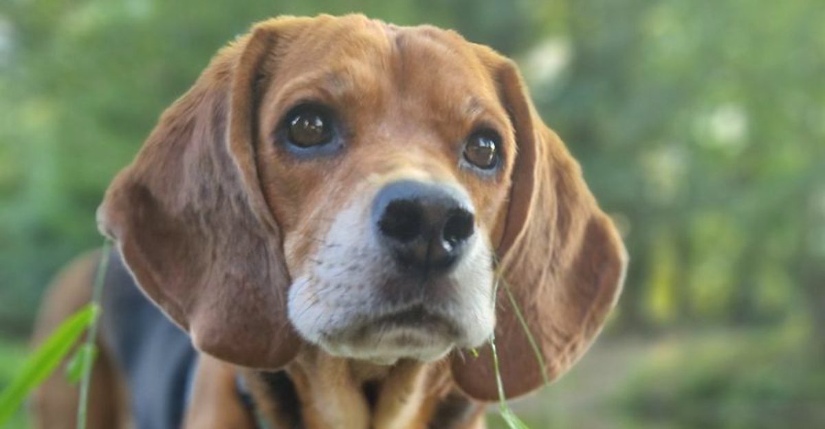 These 13 dog breeds remind owners that love is far more important than intelligence