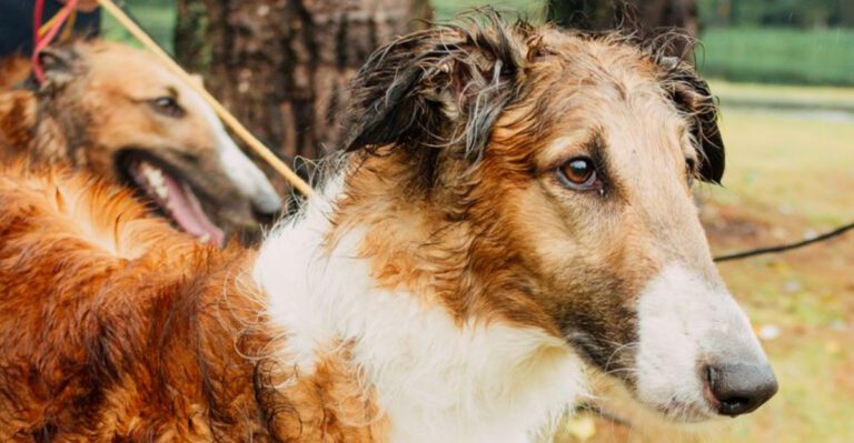 These 13 dog breeds remind owners that quiet behavior isnt always a sign of comfort dog news