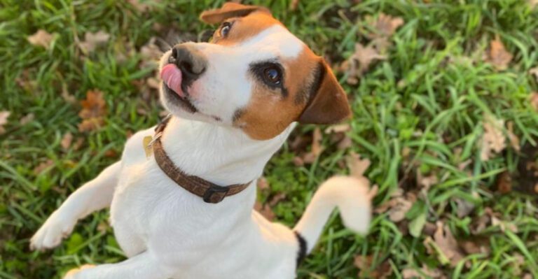 These 13 dog breeds spark the biggest training debates plus 3 that seem easier to teach dog news