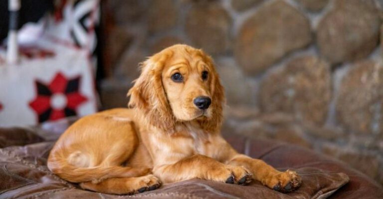 These 13 dog breeds would happily greet the mail carrier These 2 would rather investigate first dog news