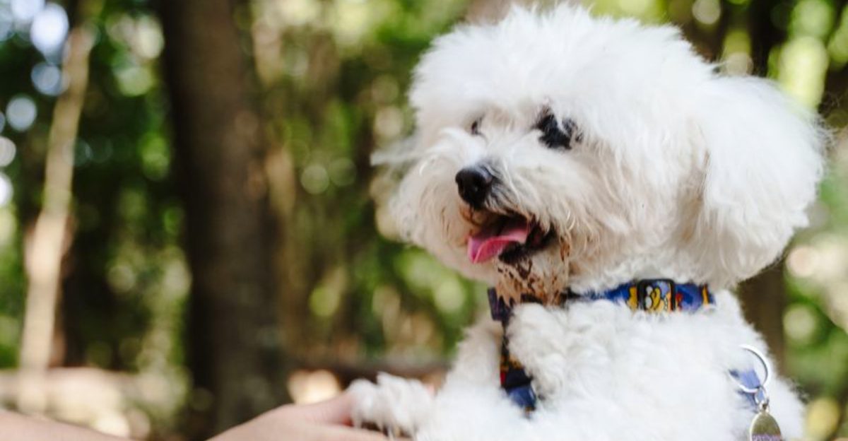 These 14 dog breeds bring families closer together – plus 2 natural comforters
