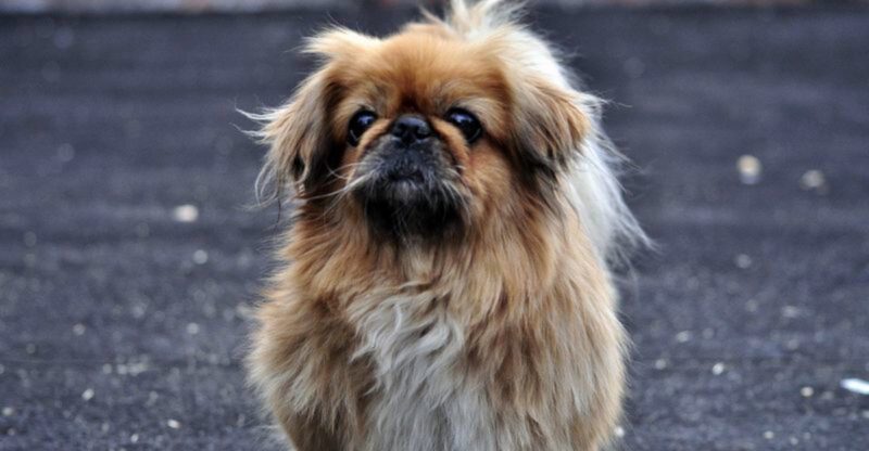 These 14 dog breeds dont express love through constant cuddles and thats perfectly normal