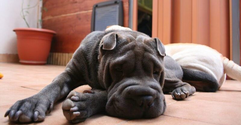 These 14 dog breeds have everything a family wants yet they often wait the longest