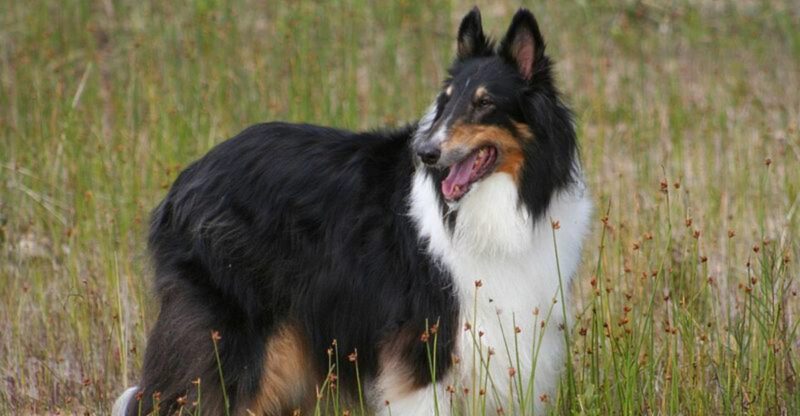 These 15 dogs redefine loyalty and these 3 somehow take it even further