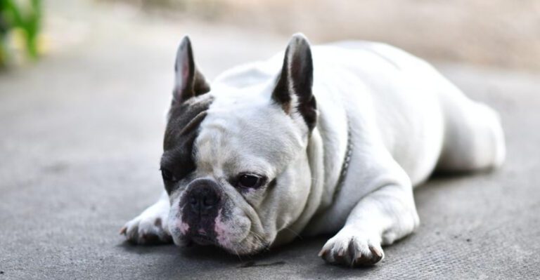 These 9 dog breeds often snore but owners should know when its something more dog news