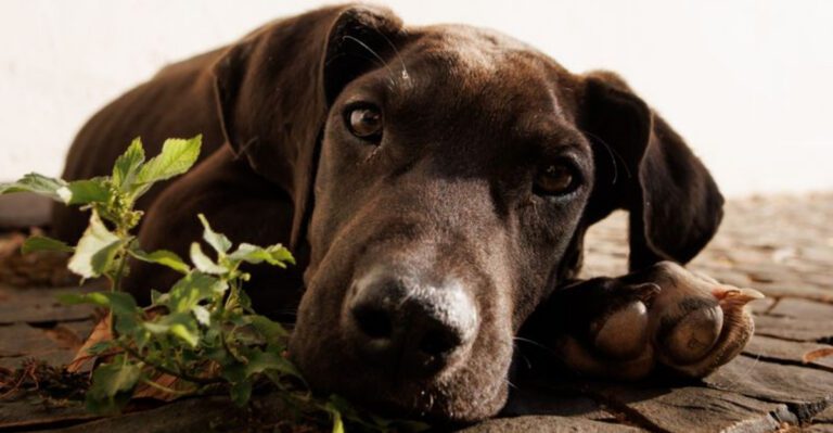 Thinking about a second dog These 10 breed pairings often work beautifully – plus 2 unexpected matches dog news