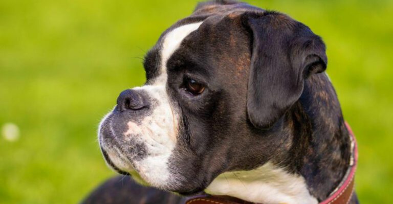 Trail today. Couch tonight. These 11 dog breeds enjoy both equally dog news