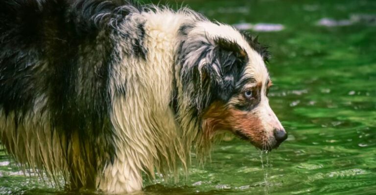 Understanding overstimulation changes everything for owners of these 14 dog breeds dog news