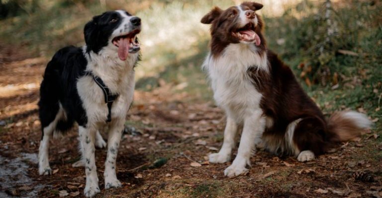 Understanding these 11 sensitive dog breeds changes everything about living with them dog news