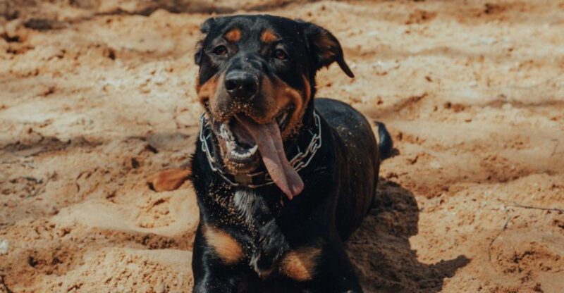 Understanding these 13 confident dog breeds changes everything about training them