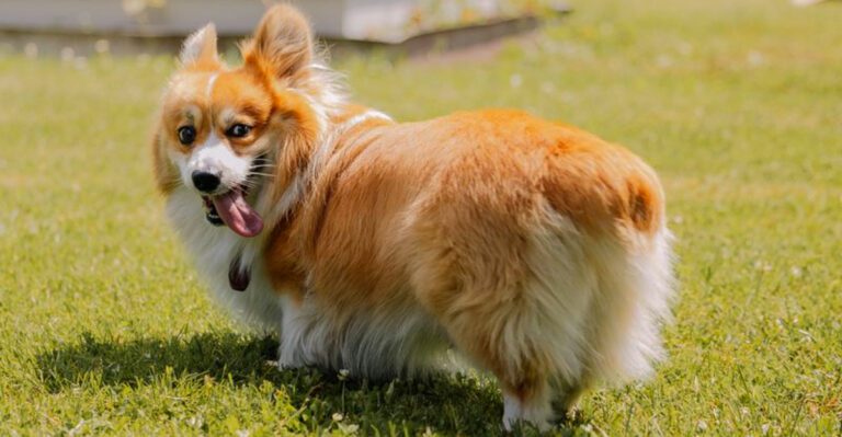 Viral videos made these 14 dog breeds famous – plus 3 that should be next dog news