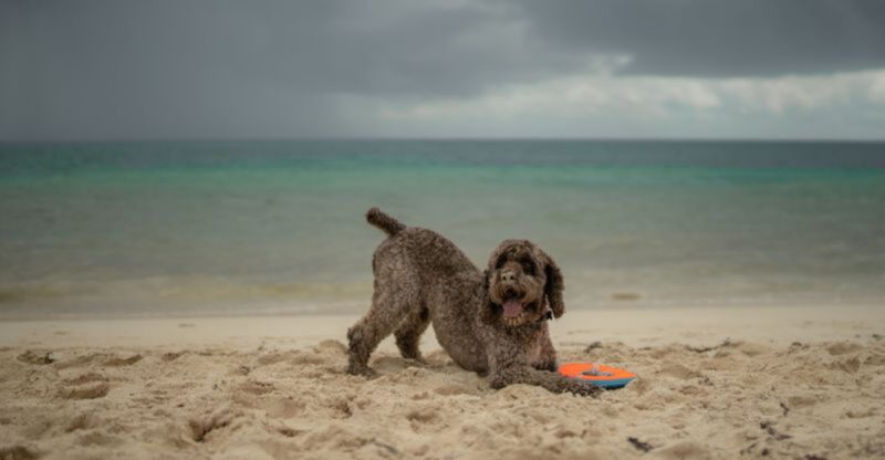 While everyone knows the same popular breeds these 11 remarkable dogs remain hidden treasures